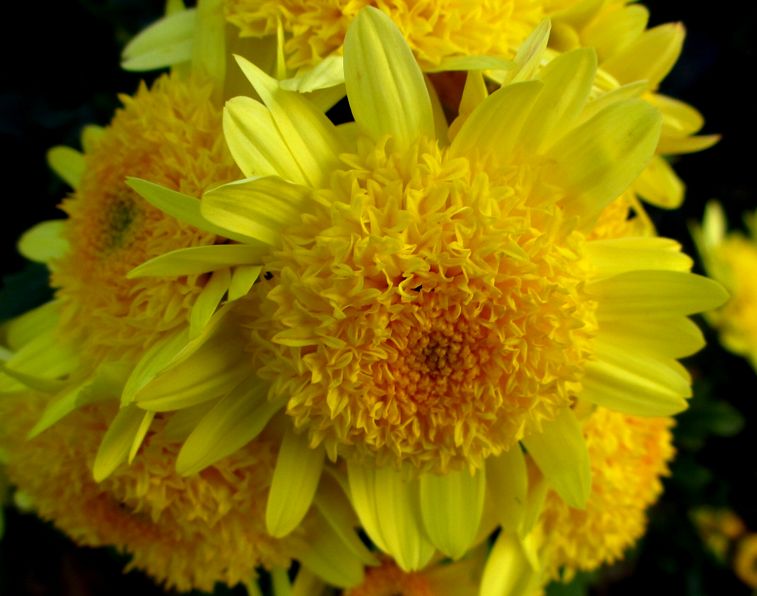 e0149934_20341875.jpg