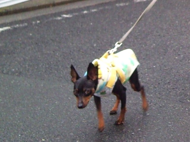 e0150843_20144773.jpg