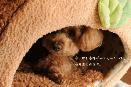 c0196673_9374535.gif