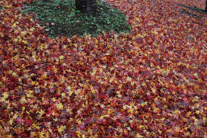 f0115475_11535392.jpg