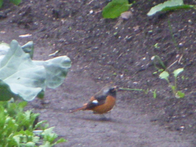 c0149195_21253357.jpg