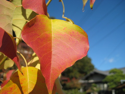 f0201297_1142359.jpg