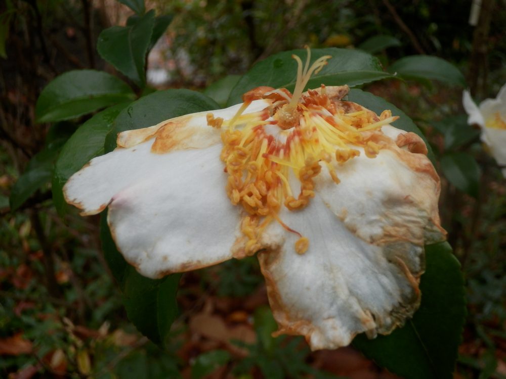 c0062511_7141475.jpg