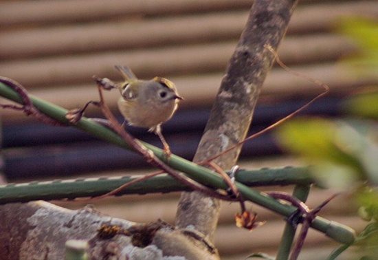 d0025414_22391010.jpg