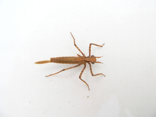 e0002314_0175010.jpg