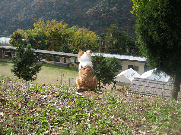 b0066826_13234139.gif