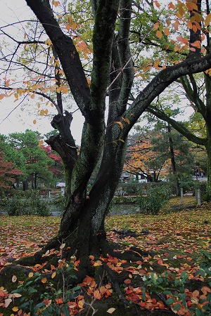 f0054428_132782.jpg