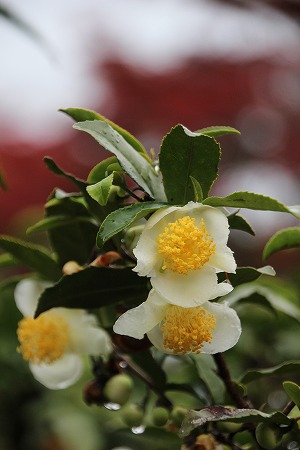 f0054428_15342.jpg