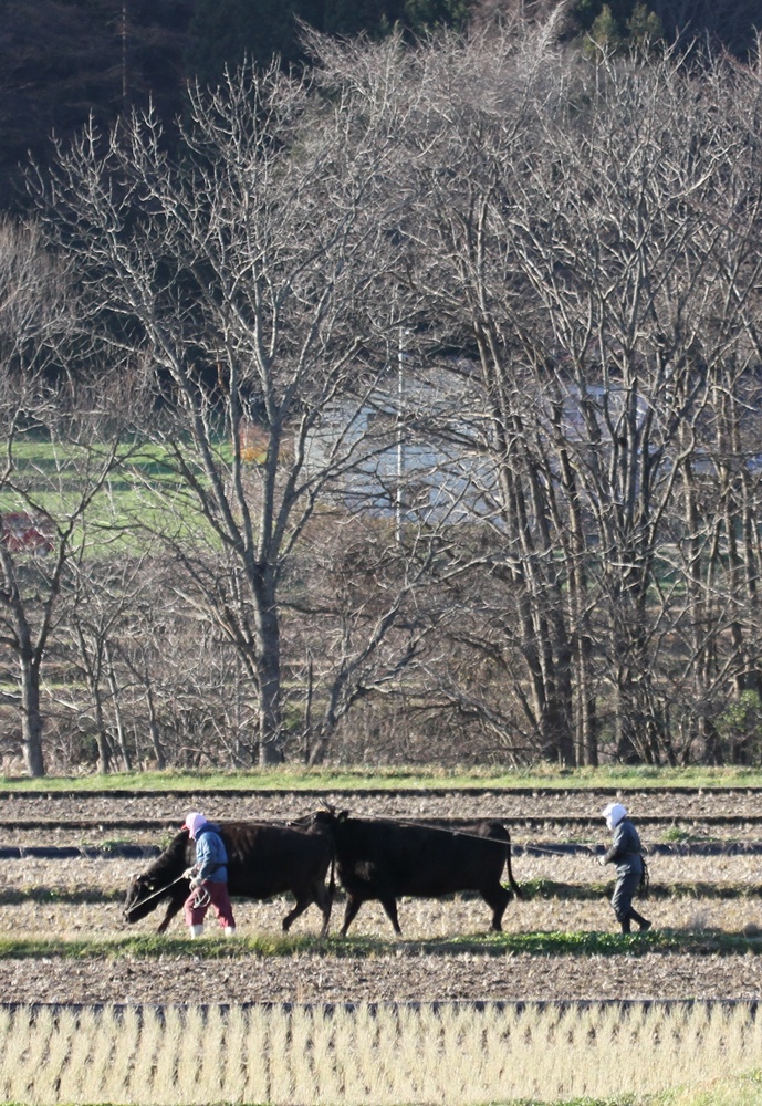 c0111229_17592186.jpg