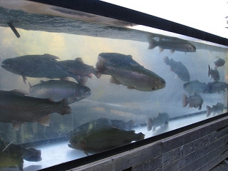f0065341_136748.jpg