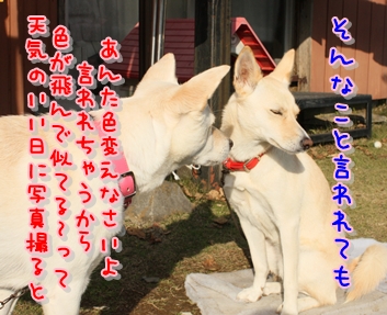 f0195543_12384239.jpg