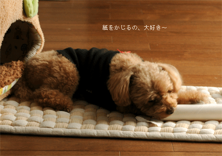 c0196673_1730798.gif