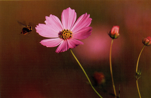 b0099994_16281096.jpg