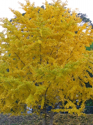 f0181394_15464716.jpg