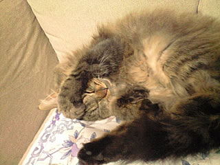 c0035001_1615557.jpg