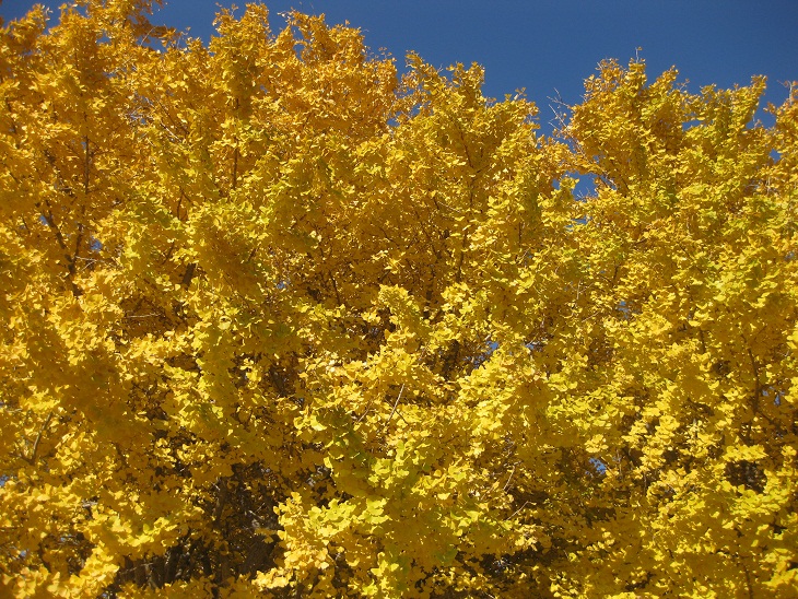 f0179209_11293182.jpg