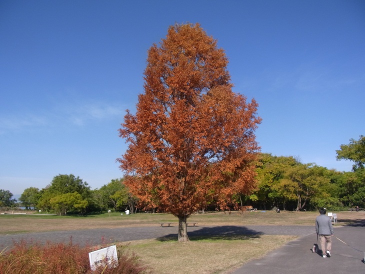 f0179209_1182127.jpg