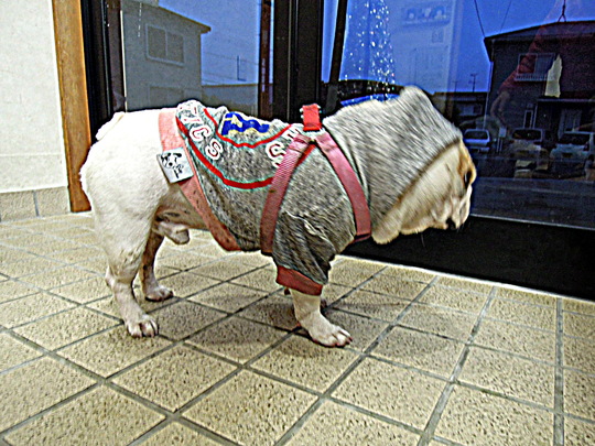 a0158613_17572226.jpg