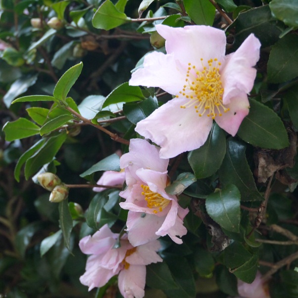 f0231829_20102081.jpg