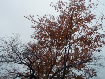 f0132230_11263896.jpg