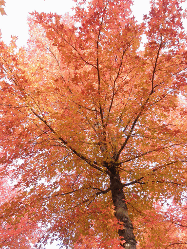 c0136736_16101299.gif