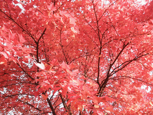 c0136736_1682542.gif