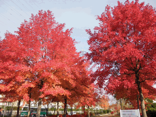 c0136736_168756.gif