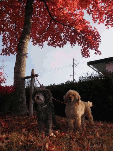 c0136736_1691762.gif