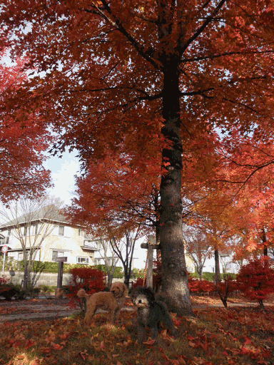 c0136736_1694227.gif