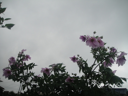 c0108460_1727261.jpg