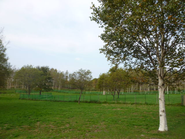 e0165577_1113775.jpg