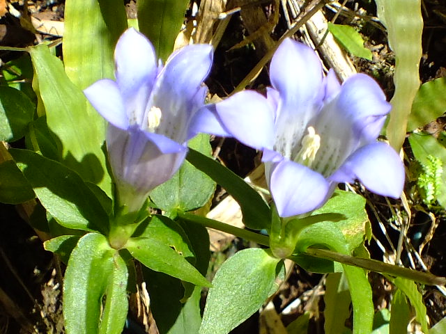 e0145782_11551978.jpg