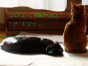 b0200310_16403269.jpg