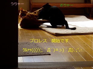 b0200310_1655567.jpg
