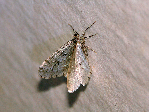 b0033112_21594717.jpg