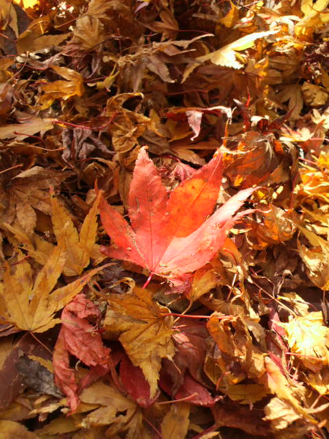e0099212_20463694.jpg