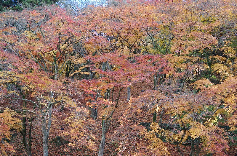 e0184921_23263034.jpg