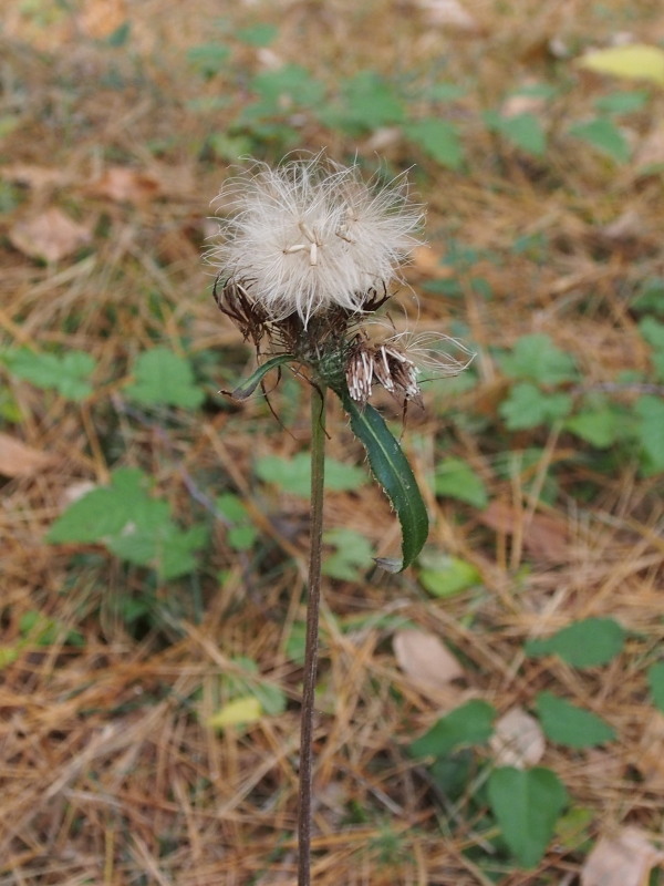 c0085622_2275329.jpg