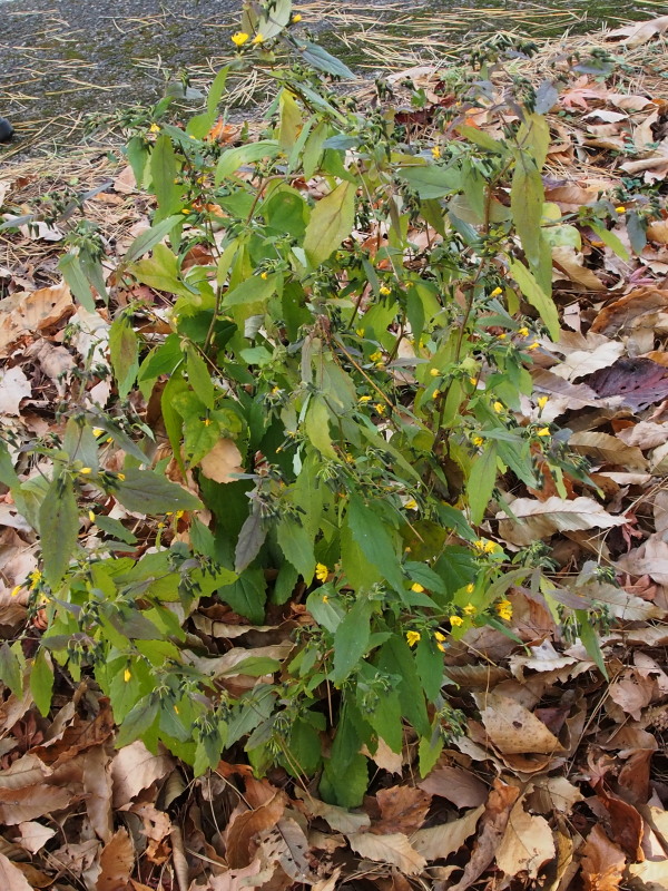 c0085622_2281220.jpg