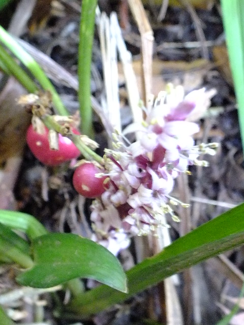 e0145782_174016100.jpg