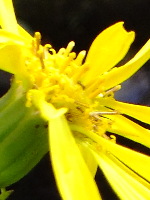 e0145782_17411362.jpg