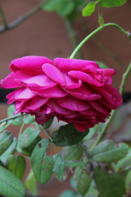 e0154682_21445839.jpg