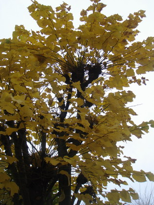 a0247585_559775.jpg
