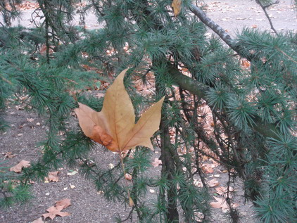 a0247585_634247.jpg