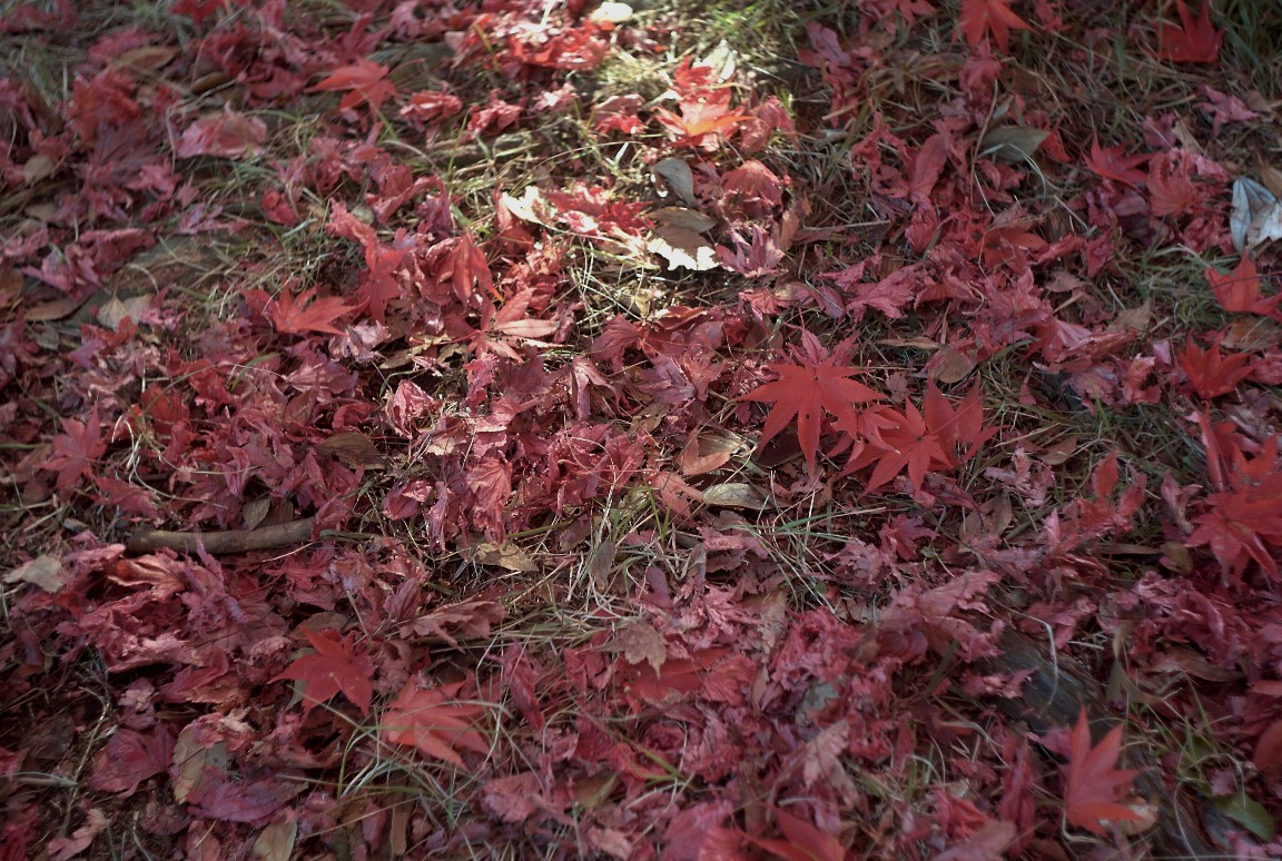 e0025893_22471084.jpg