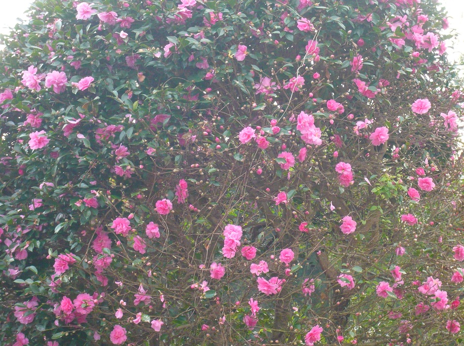 a0206332_94198.jpg