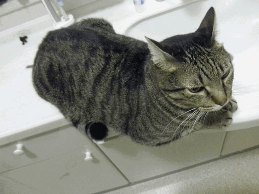c0136736_22594991.gif