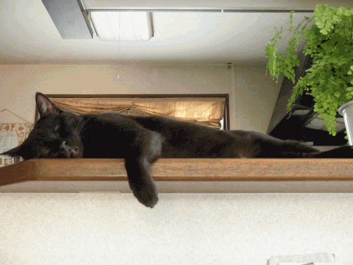 c0136736_2302848.gif