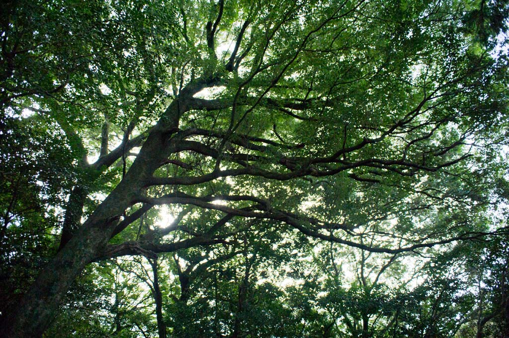b0023047_535359.jpg