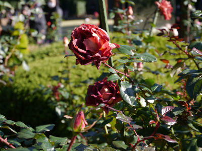 c0004078_15493579.jpg